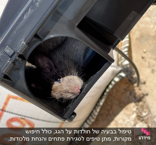 חולדה בתוך תיבת האכלה ומלכודת לכידה ייעודית